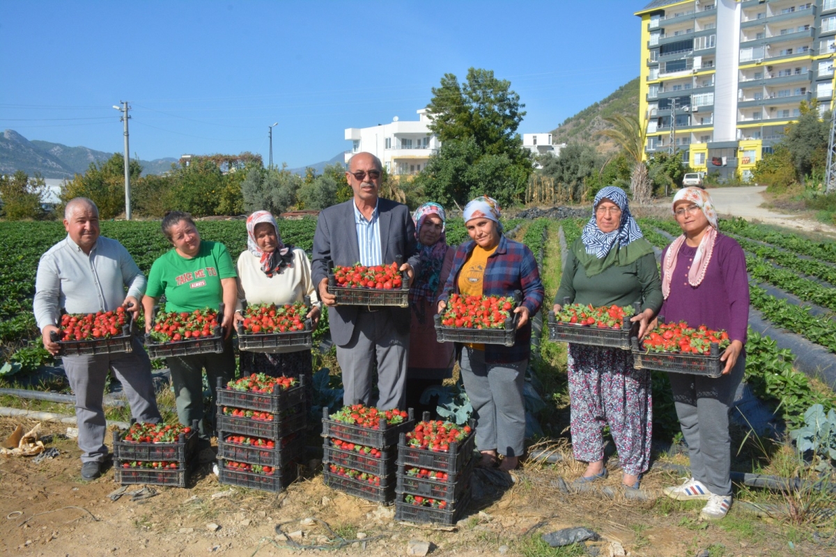 Turfanda Çilek Hasadı Başladı: Üreticiler İthal Çileğe Tepki Gösterdi..