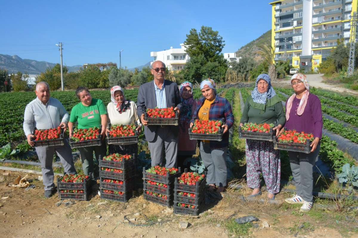 Turfanda Çilek Hasadı Başladı: Üreticiler İthal Çileğe Tepki Gösterdi..