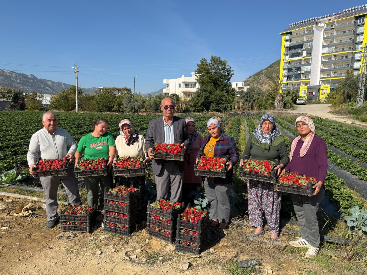 Turfanda Çilek Hasadı Başladı: Üreticiler İthal Çileğe Tepki Gösterdi..