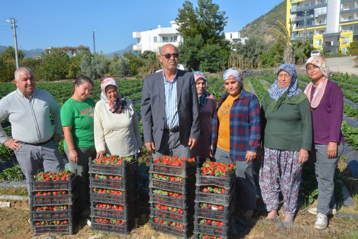 Turfanda Çilek Hasadı Başladı: Üreticiler İthal Çileğe Tepki Gösterdi..